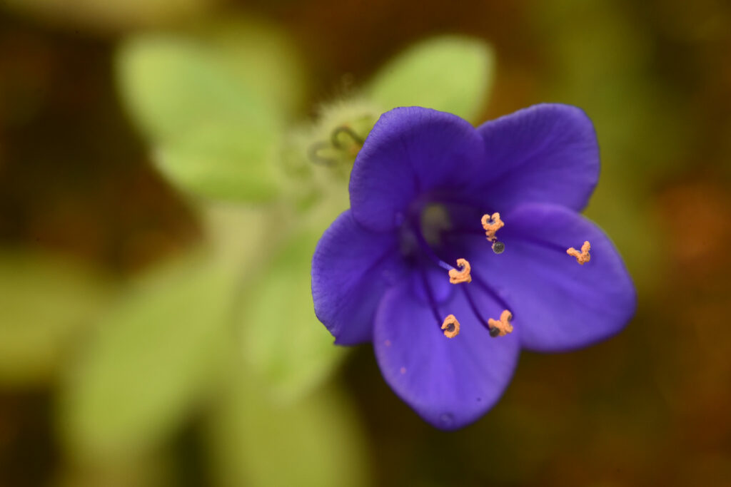 Hydrolea spinosa