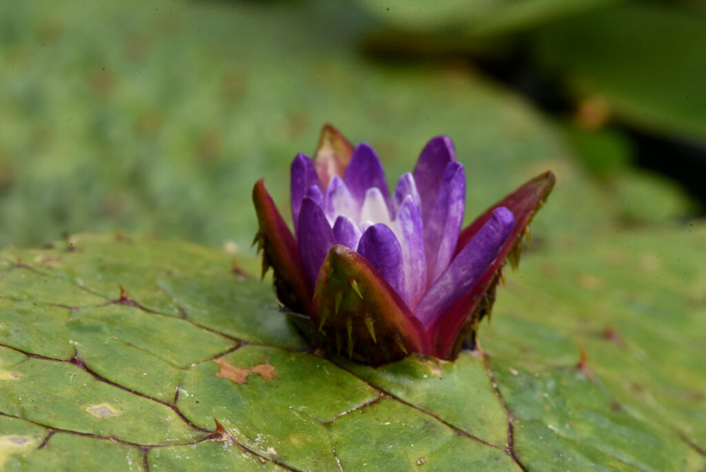 Euryale ferox