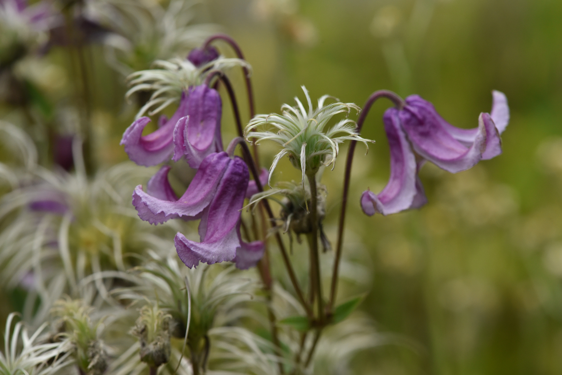 Index Seminum 2025 Index Seminum 2025