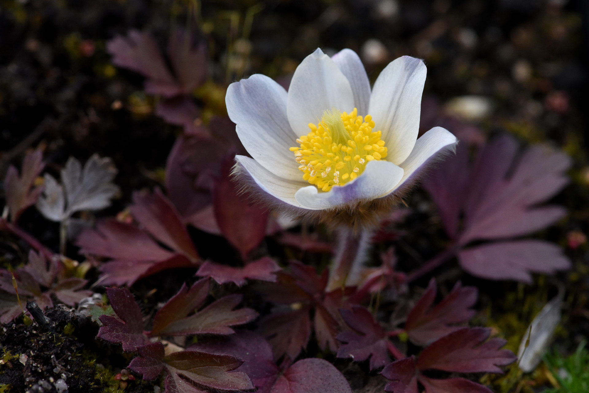 Koniklec jarní v Botanické zahradě Třeboň Koniklec jarní v Botanické zahradě Třeboň